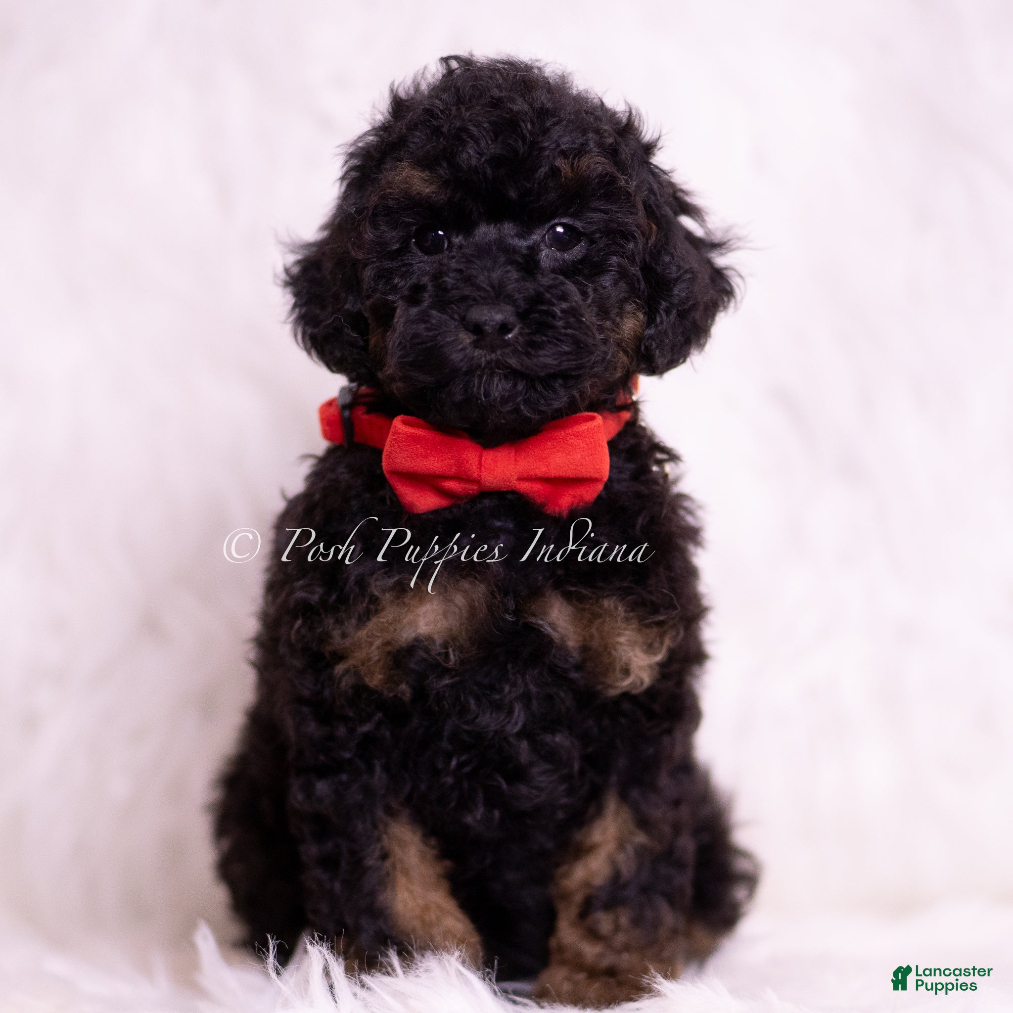 Toy Poodle dogs Ditto - Ad 2