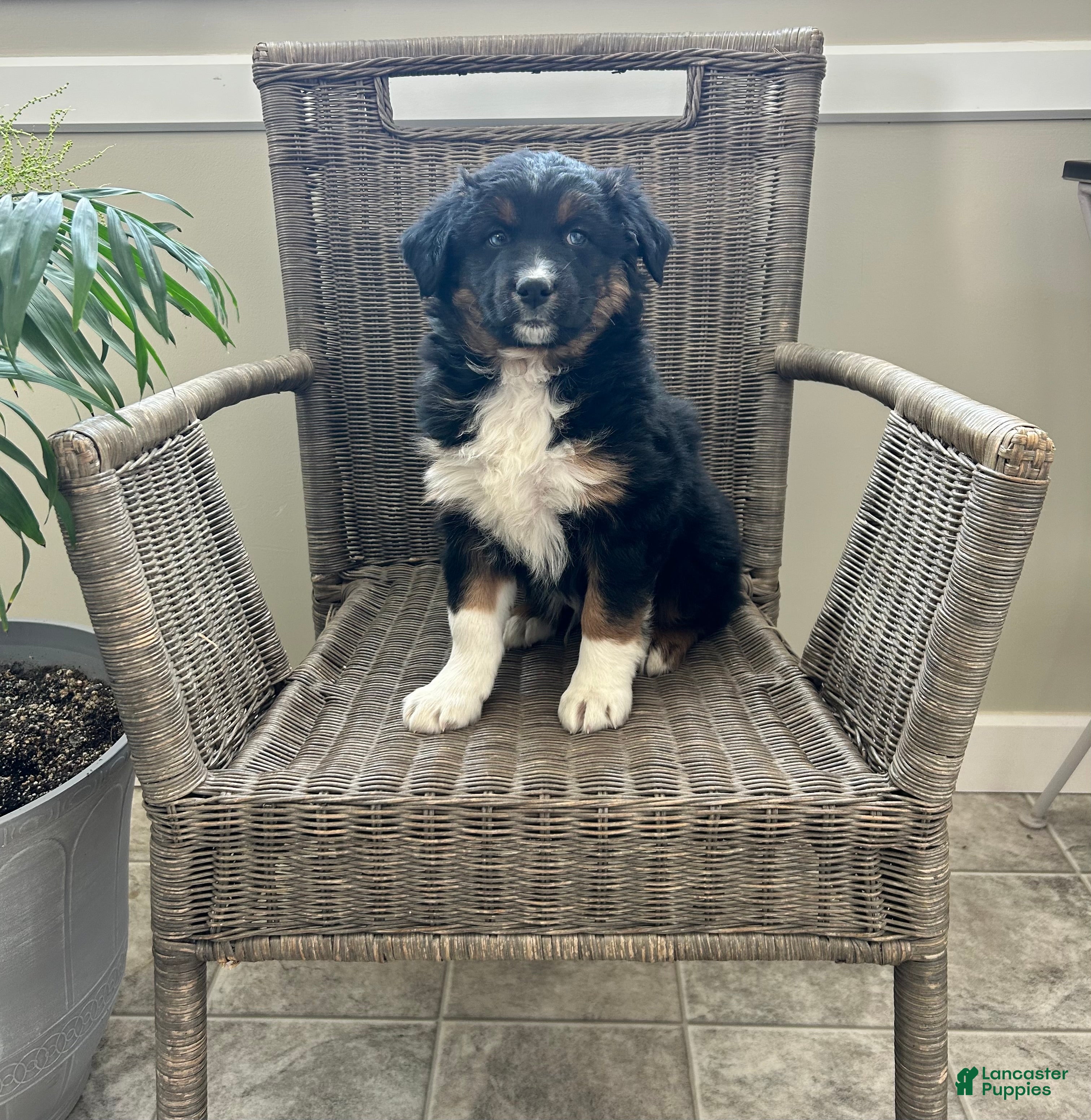 Australian Shepherd dogs Levi - Ad 1