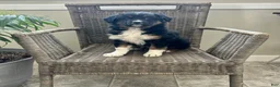 Australian Shepherd dogs for sale: Levi - Ad 1