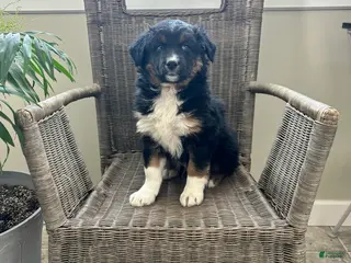 Australian Shepherd dogs for sale: Levi - Ad 1