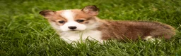 Welsh Corgi Pembroke dogs for sale: Ziggy - Ad 5