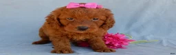 Mini Goldendoodle dogs for sale: Lucy - Ad 5