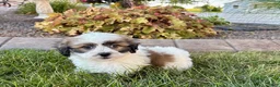 Mixed Breed dogs for sale: Lhasa/Coton male 4 - Ad 12