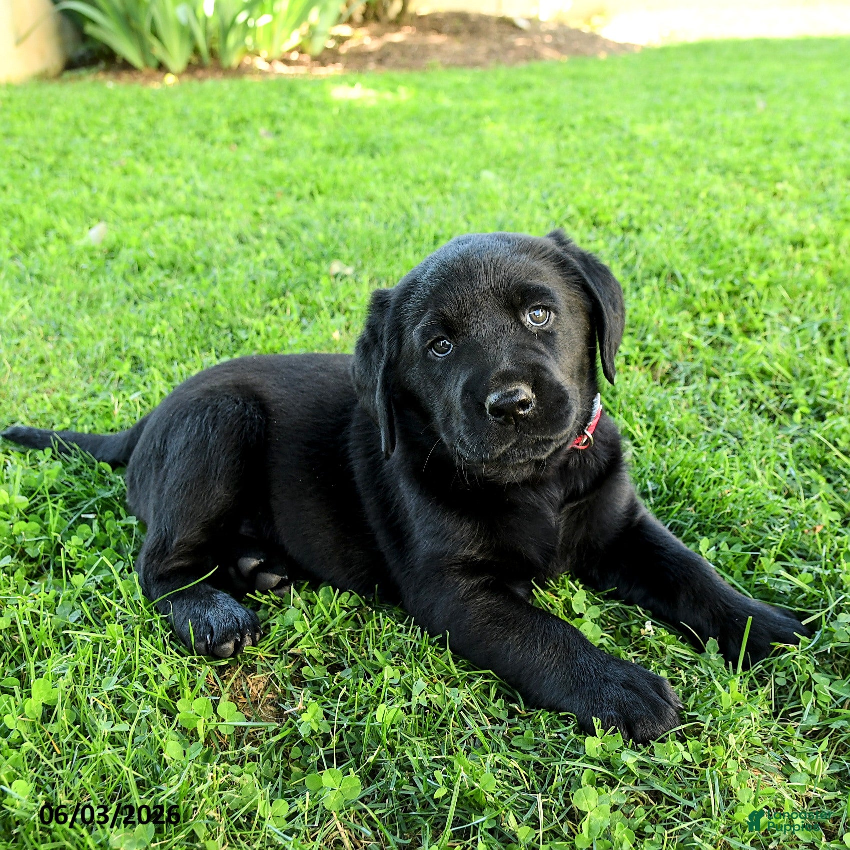 Labrador Retriever dogs for sale: Adriana - Ad 3