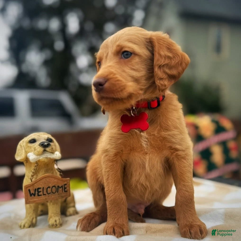 Labradoodle dogs Labradoodle Puppy 1 - Ad 40