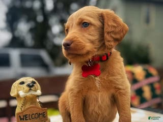 Labradoodle dogs Labradoodle Puppy 1 - Ad 40