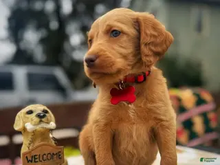 Labradoodle dogs Labradoodle Puppy 1 - Ad 22