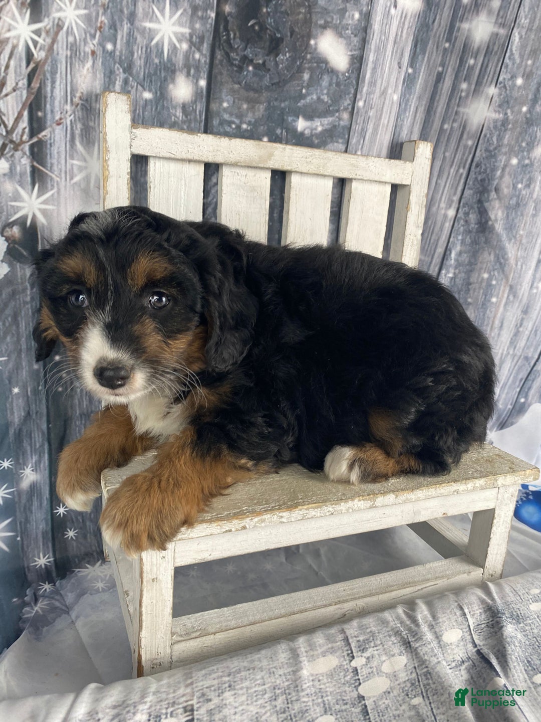 Aussiedoodle dogs for sale: Oreo - Ad 5