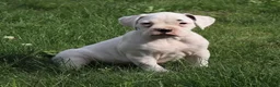 Boxer dogs for sale: Orlando - Ad 1