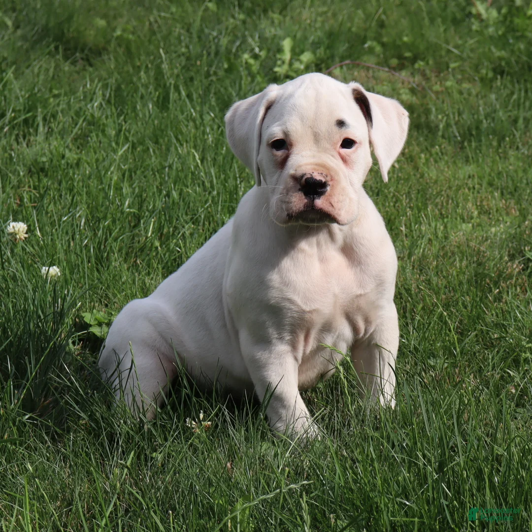 Boxer dogs for sale: Orlando - Ad 1