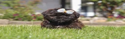 Shihpoo dogs for sale: Terry - Ad 3