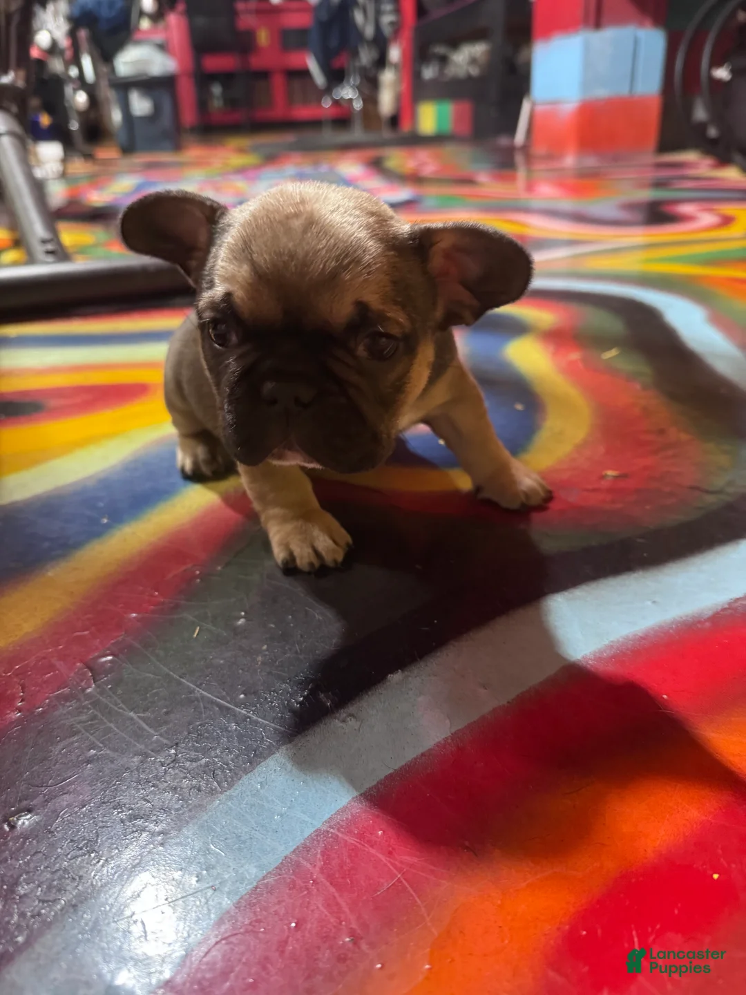 French Bulldog dogs for sale: French Bulldog Puppy 3 - Ad 1