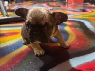 French Bulldog dogs French Bulldog Puppy 3 - Ad 4