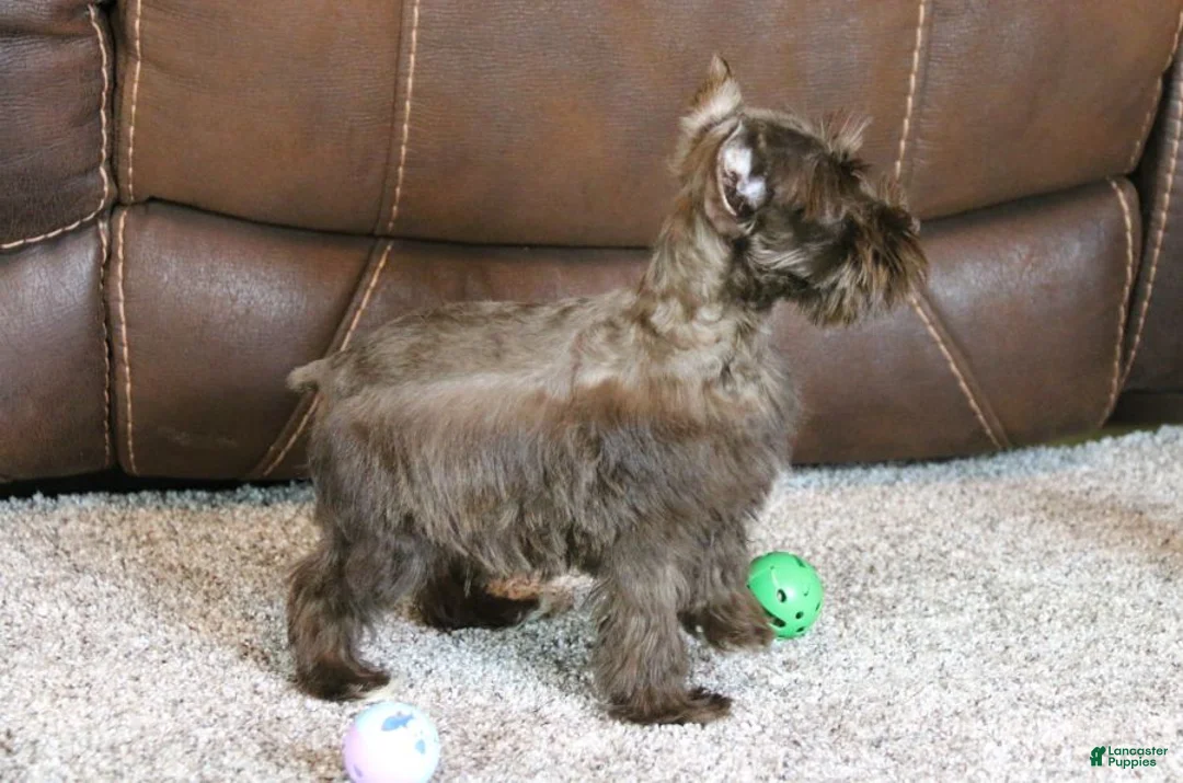 Miniature Schnauzer dogs for sale: Millie - Ad 5