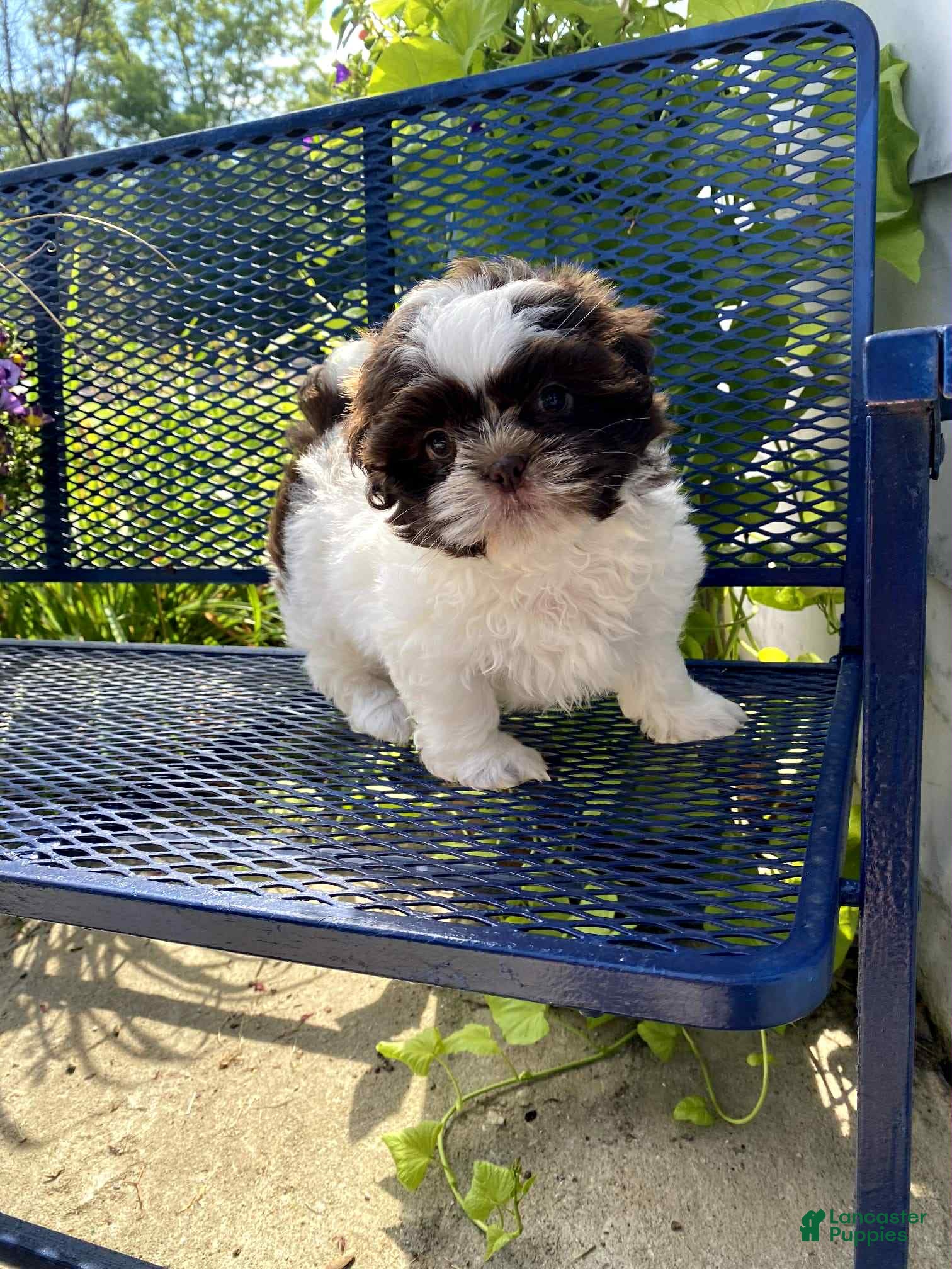 Shih Tzu dogs for sale: Jezy - Ad 3