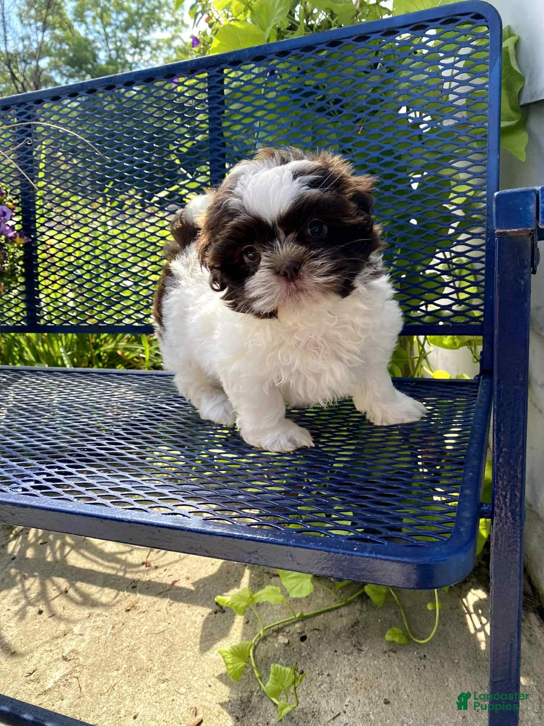 Shih Tzu dogs for sale: Jezy - Ad 1