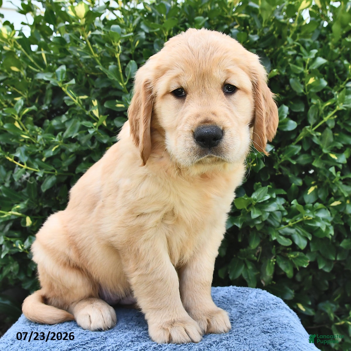 Golden Retriever dogs Layla - Ad 1