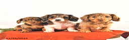 Miniature Dachshund dogs for sale: Starla - Ad 5