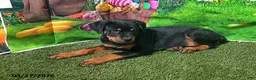 Rottweiler dogs for sale: Ruby - Ad 3