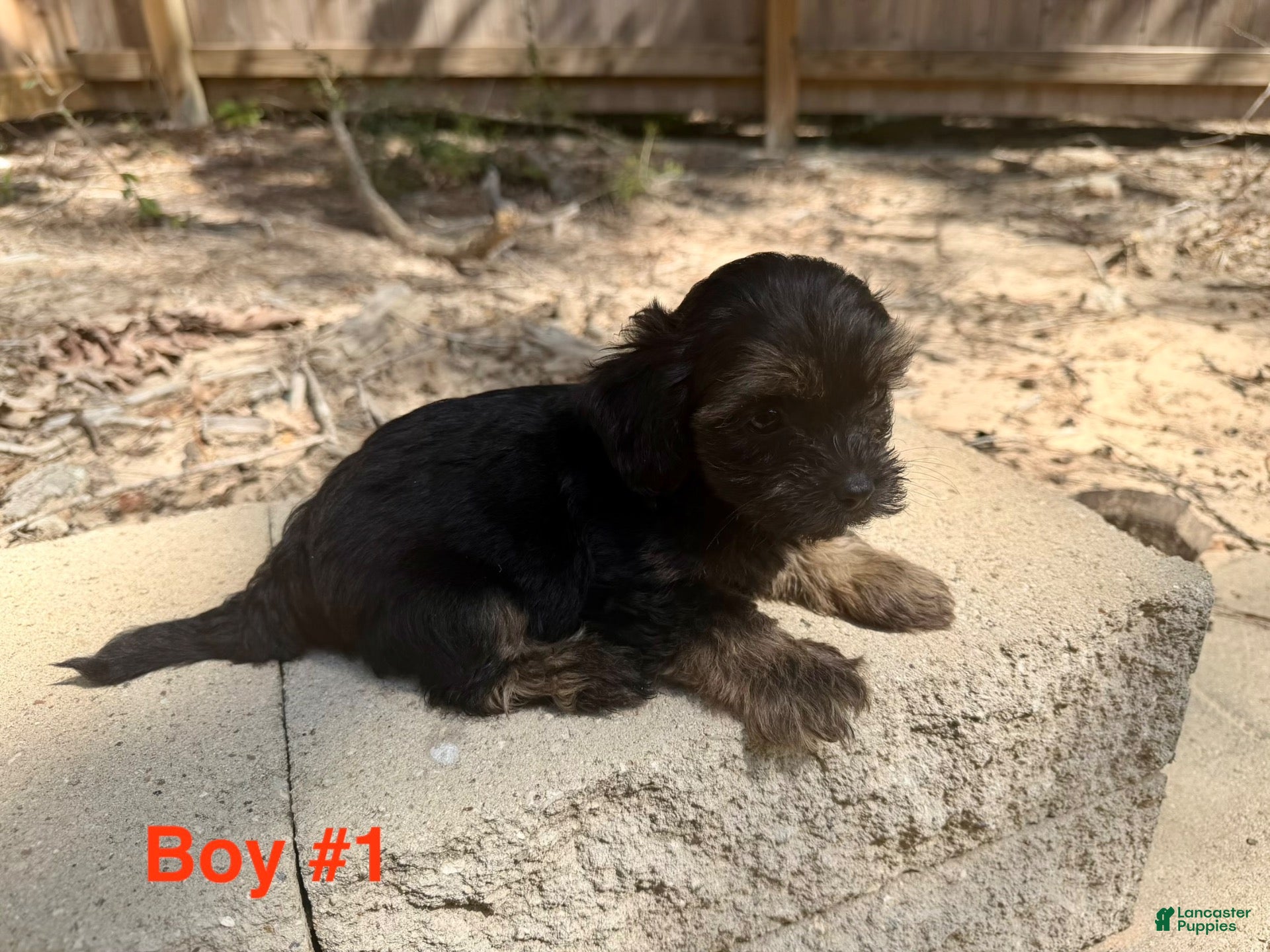 Morkie dogs Morkie 2 - Ad 6