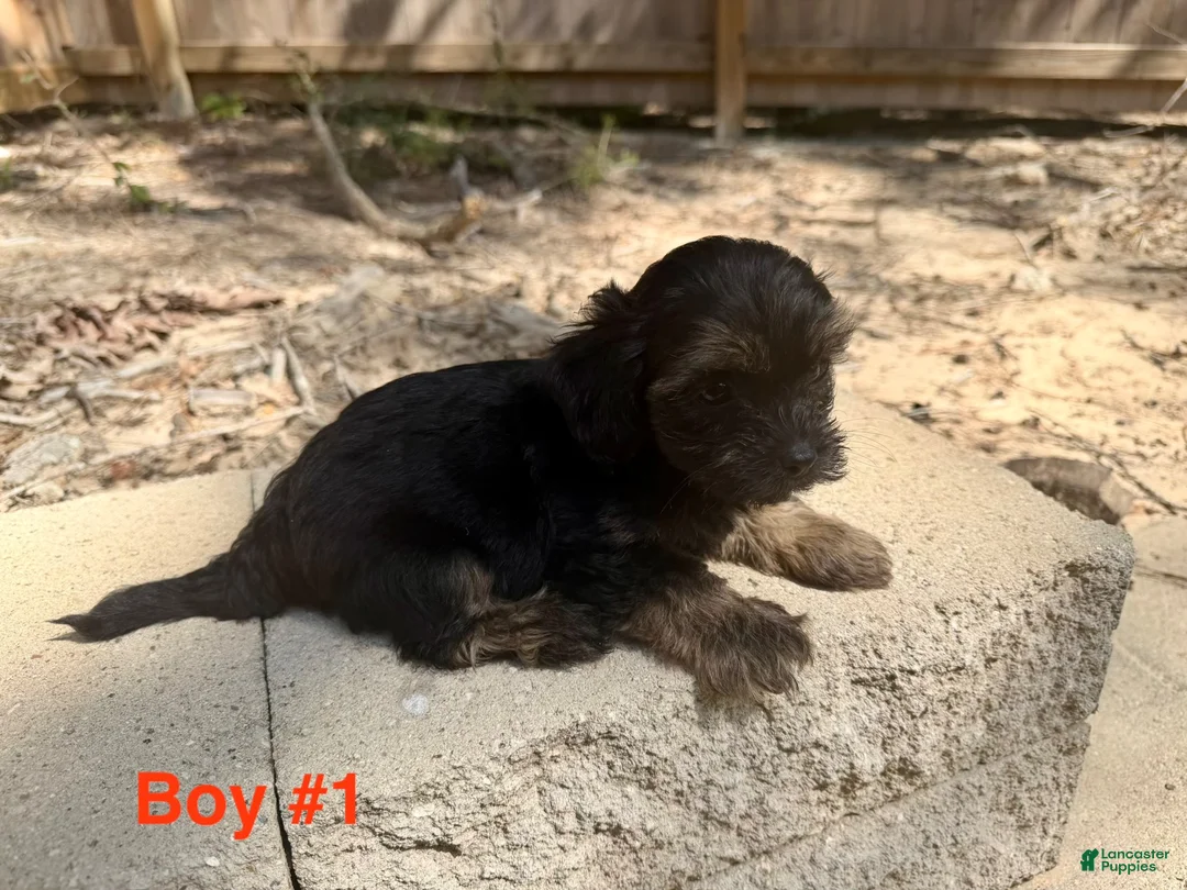 Morkie dogs for sale: Morkie 2 - Ad 1