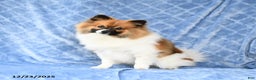 Pomeranian dogs for sale: Larry - Ad 4