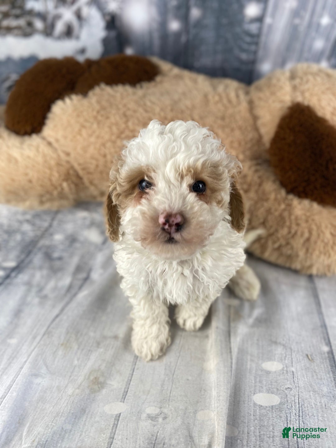 Cavapoo dogs for sale: Bear - Ad 2