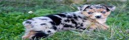 Miniature Australian Shepherd dogs for sale: Miniature Australian Shepherd 3 - Ad 2