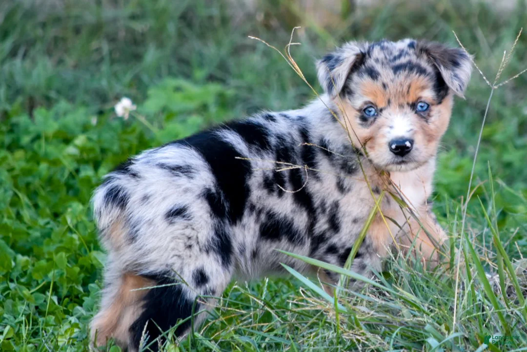 Miniature Australian Shepherd dogs for sale: Miniature Australian Shepherd 3 - Ad 2