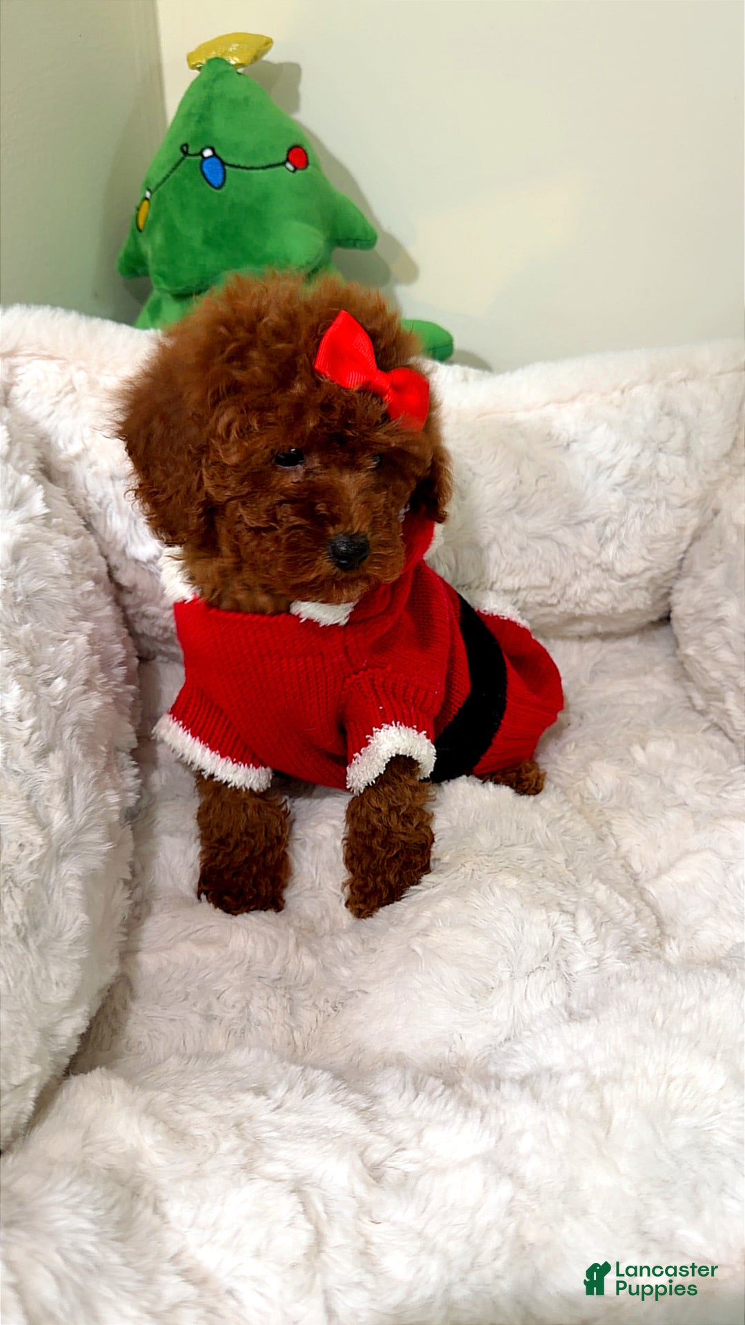 Toy Poodle dogs for sale: Tiny cakes  - Ad 2