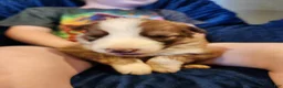 German Shepherd dogs for sale: German Shepherd 2 - Ad 5