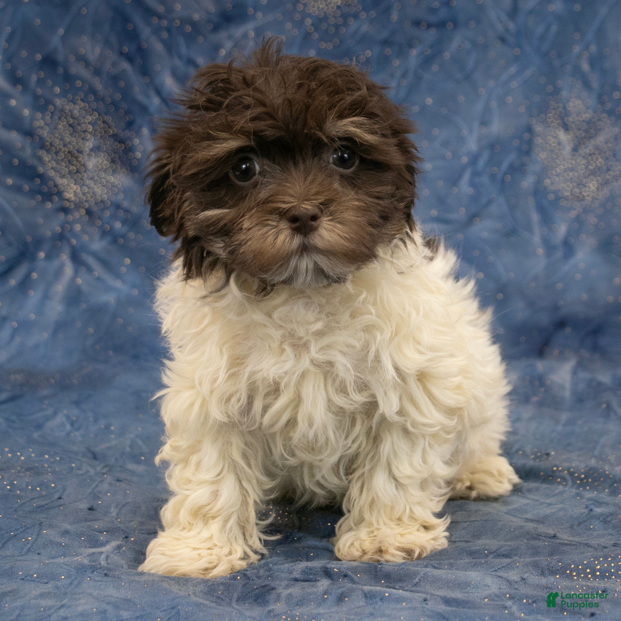 Havanese dogs Dexter - Ad 1