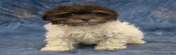 Havanese dogs for sale: Dexter - Ad 1