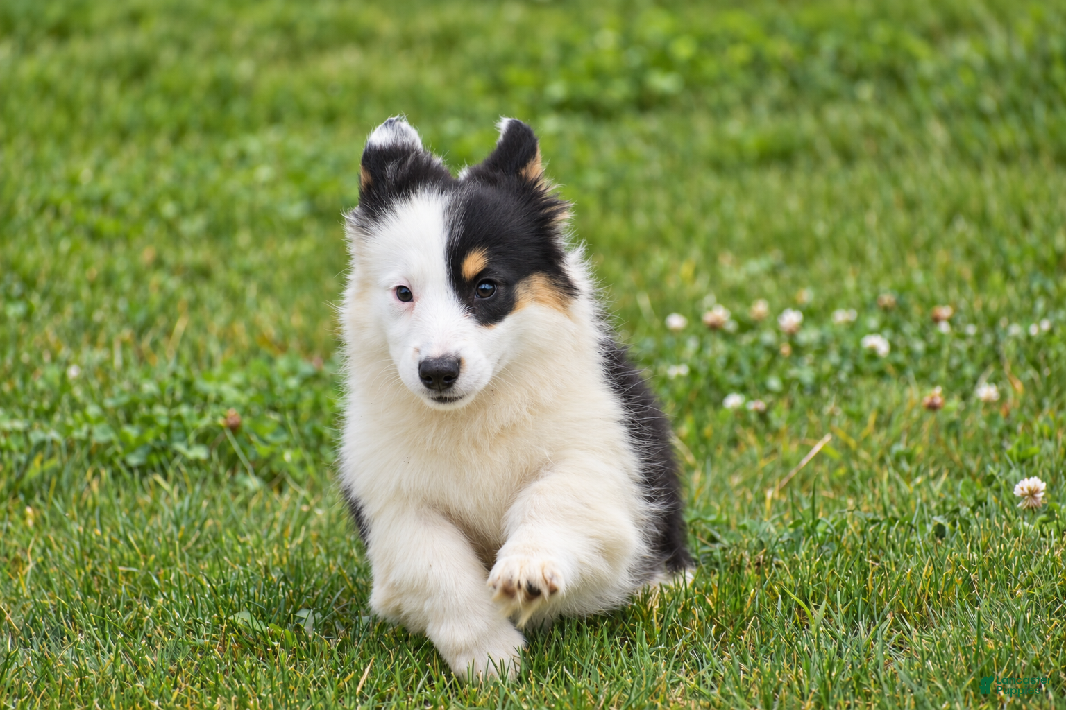 Welsh Corgi Pembroke dogs Jagger - Ad 2