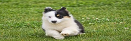 Welsh Corgi Pembroke dogs for sale: Jagger - Ad 2