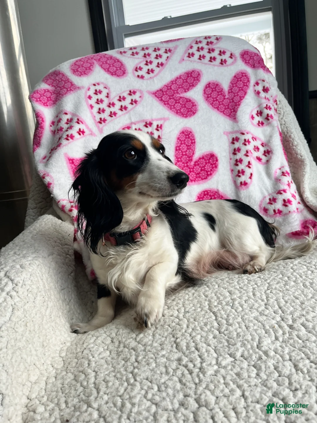 Miniature Dachshund dogs for sale: Sweet Rose - Ad 6