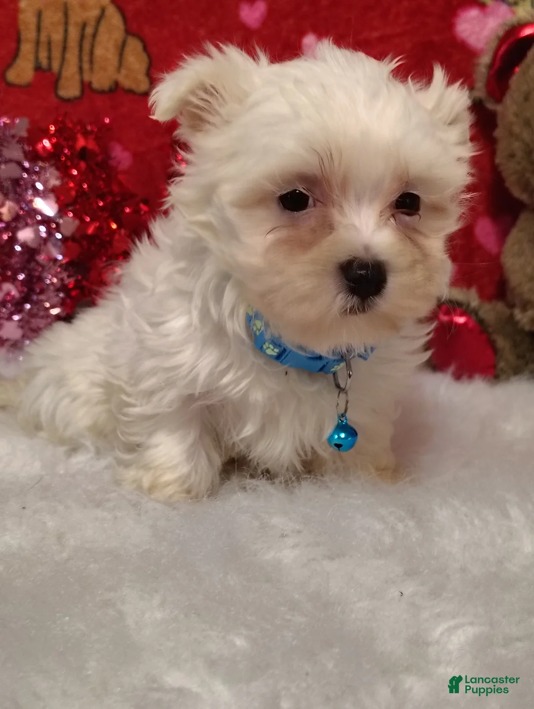 Maltese dogs for sale: Liam - Blue - Ad 4