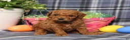 Miniature Poodle dogs for sale: Lyle - Ad 1