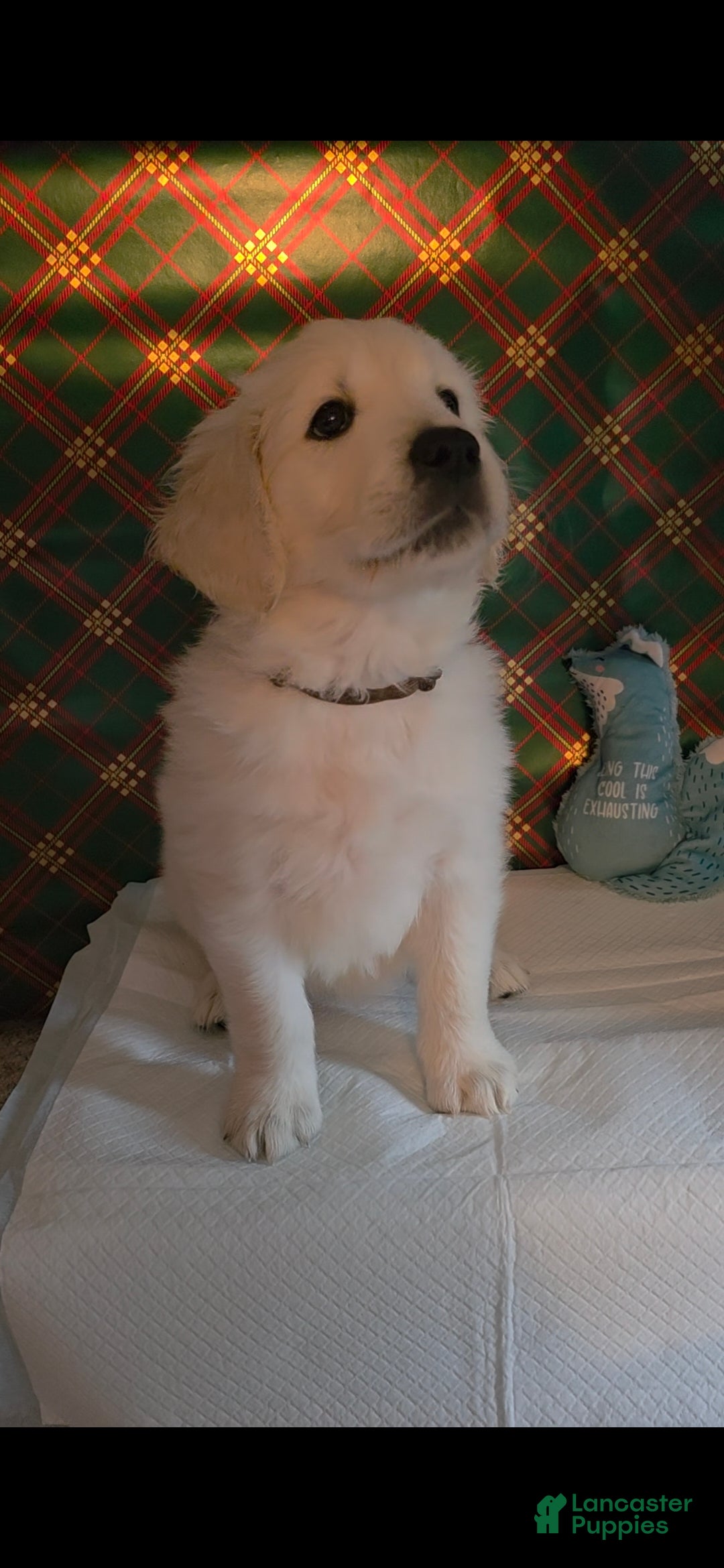 Golden Retriever dogs for sale: Lilly - Ad 3