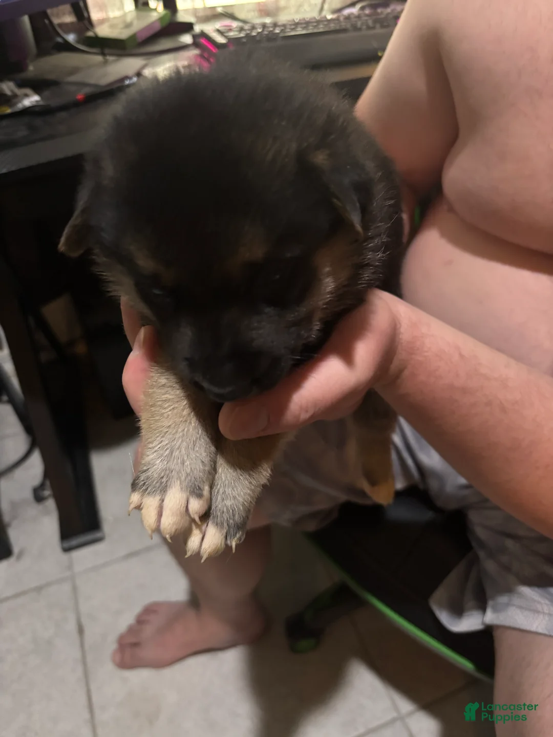 Gerberian Shepsky dogs for sale: Ginny - Ad 1