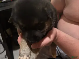 Gerberian Shepsky dogs Ginny - Ad 6