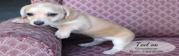 Chiweenie dogs for sale: Ted - Ad 3
