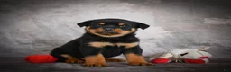 Rottweiler dogs for sale: Leo - Ad 8