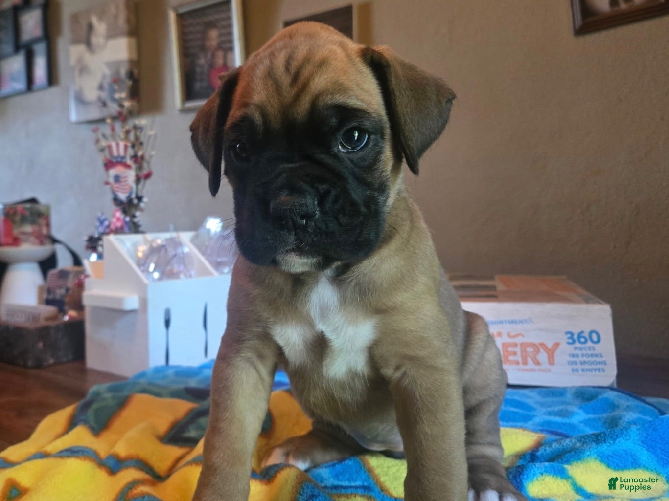 Boxer dogs for sale: Boxer 2 - Ad 1
