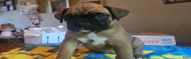 Boxer 2