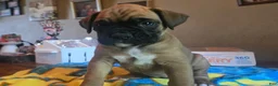 Boxer dogs for sale: Boxer 2 - Ad 1