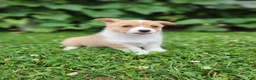 Welsh Corgi Pembroke dogs for sale: Abby - Ad 4