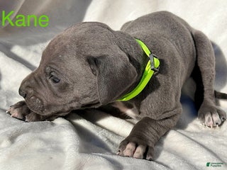 Great Dane dogs - Ad 42