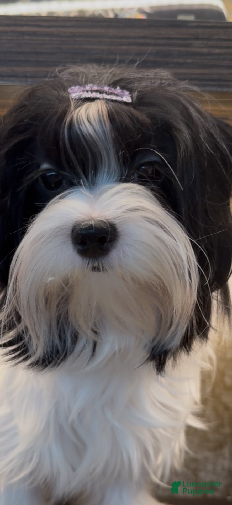 Morkie dogs Helen - Ad 2