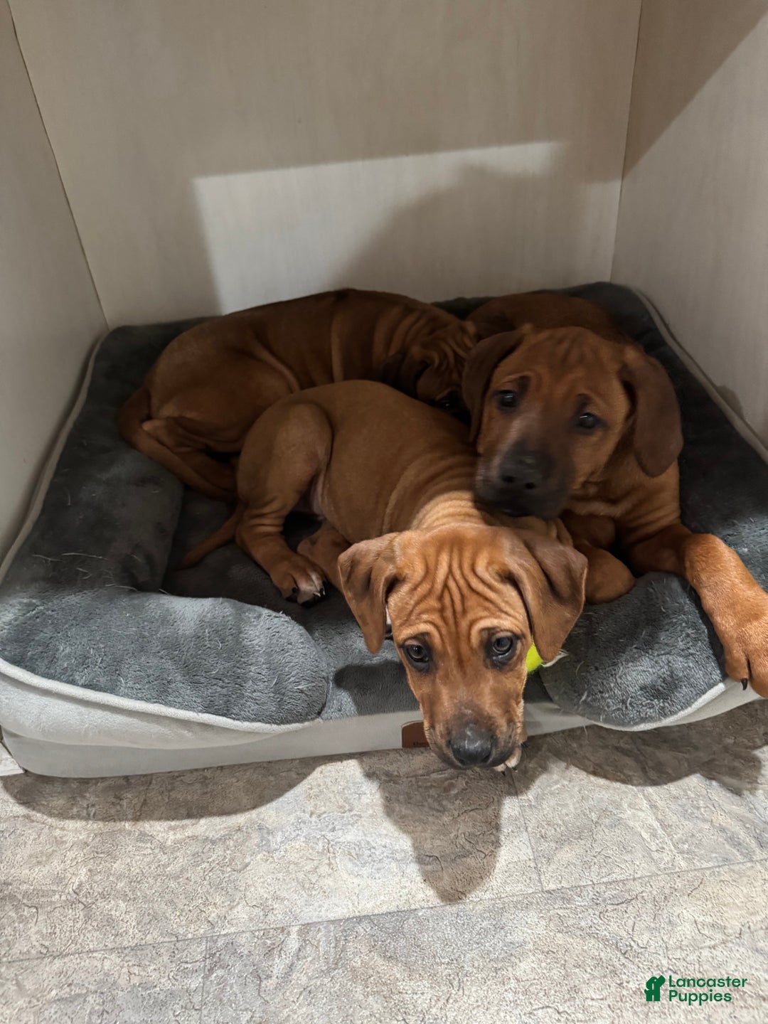 Rhodesian Ridgeback dogs for sale: SOLD Mae AKC RHODESIAN RIDGEBACK - Ad 11